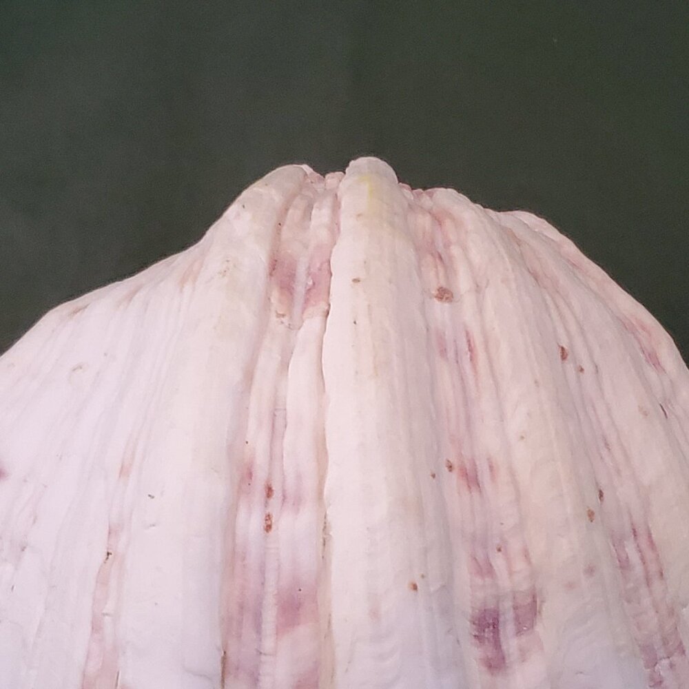 Extra Large Sandy Clam Shell - Picture 2 of 9